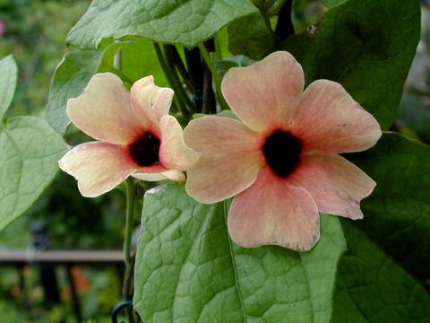 thunbergia_alata_blusingsu2-thumb.jpg
