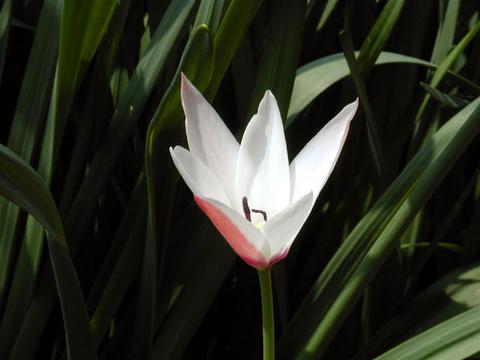 tulipa_culsiana_ladyjane1-thumb.jpg
