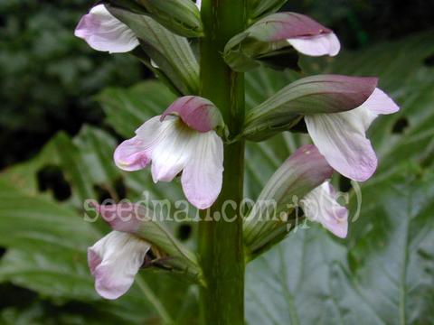 Acantus mollis