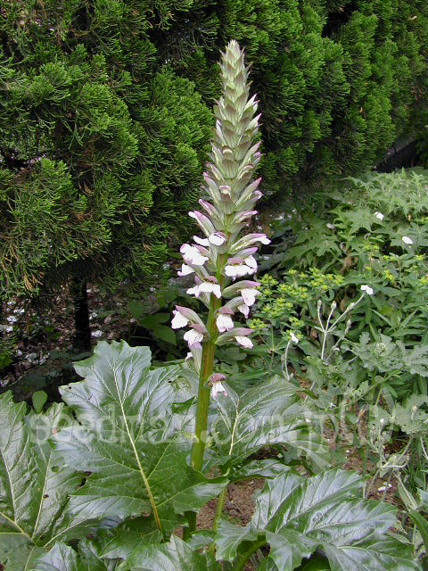 acanthus_mollis020604.jpg