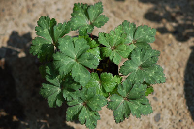 anemone_flaccida070412.jpg