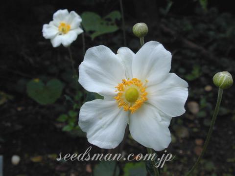 Anemone hupehensis var. japonica