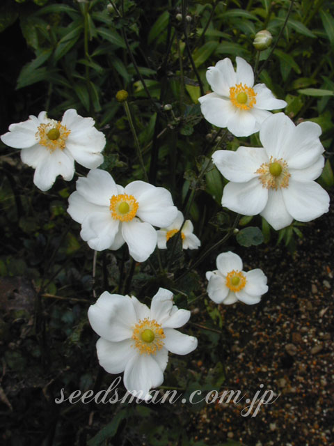 anemone_japonica051021.jpg