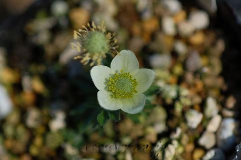 anemone_multifida070326-thumb.jpg