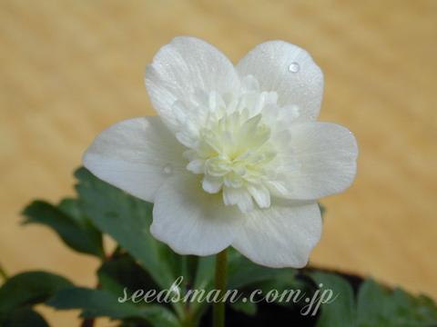 Anemone nemorosa 'Alba Plena'