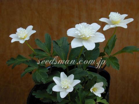 Anemone nemorosa 'Alba Plena'