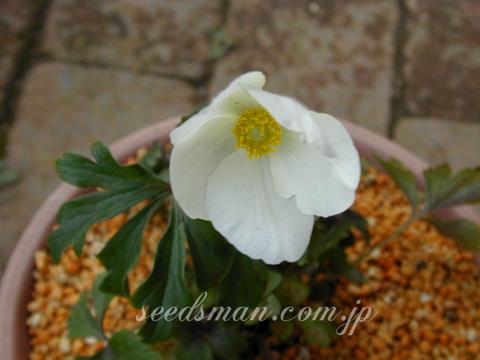 Anemone sylvestris