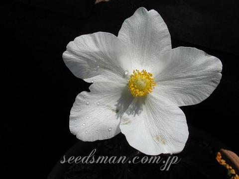 Anemone sylvestris
