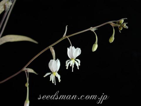 Arthropodium candidum var. maculatum