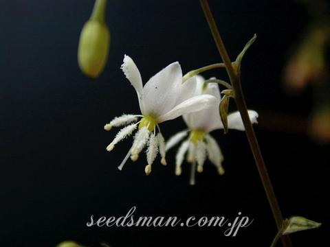 Arthropodium candidum var. maculatum