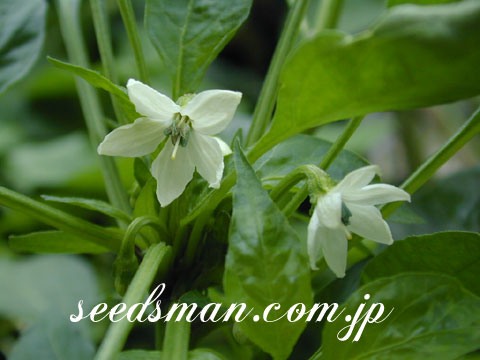 capsicum_annuum040728.jpg