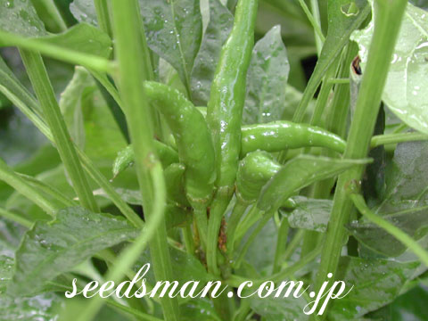 capsicum_annuum040814.jpg