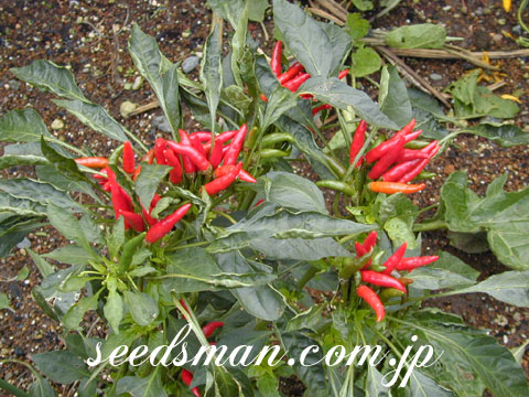 capsicum_annuum041014.jpg