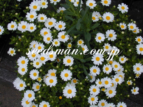 chrysanthemum_NorthPole0304122.jpg