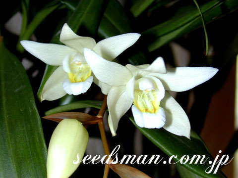 coelogyne_Intermedia020317.jpg