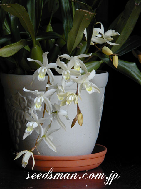 coelogyne_Intermedia030419.jpg