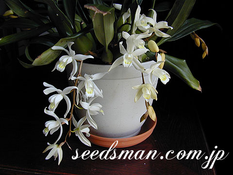 coelogyne_Intermedia0304192.jpg