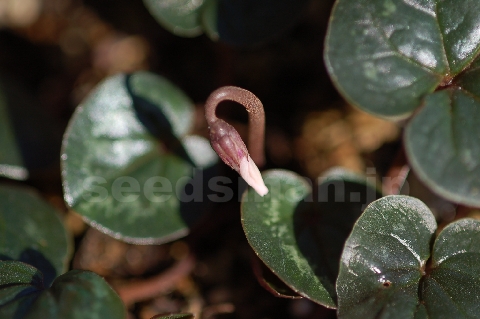 cyclamen_coum_Albiflora070125.jpg