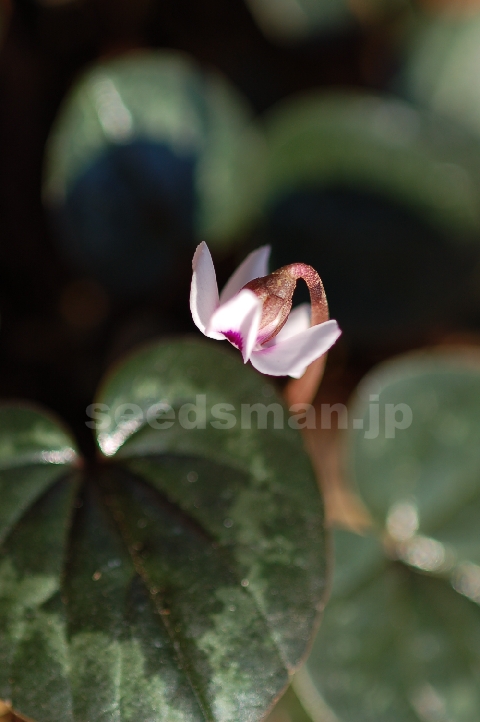 cyclamen_coum_Albiflora070203-2.jpg