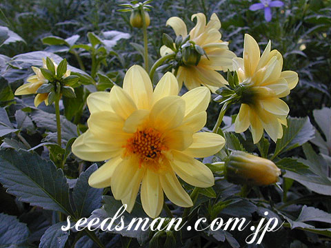 dahlia_Earlybird020719.jpg