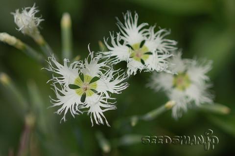 dianthus_RainbowLovelinessMixed070515-2-thumb.jpg