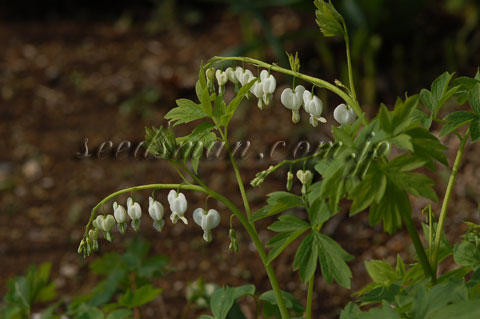 dicentra_spectabilis060408.jpg