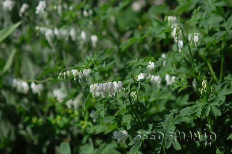 dicentra_spectabilis070518.jpg