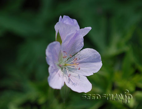 geranium_SilverQueen070509-2.jpg