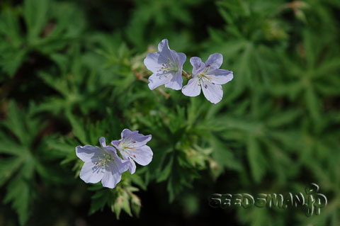 geranium_SilverQueen070512.jpg