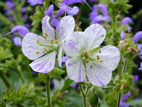geranium_pratense_splishsplash1-thumb.jpg