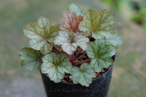 heuchera_Metallica060907.jpg