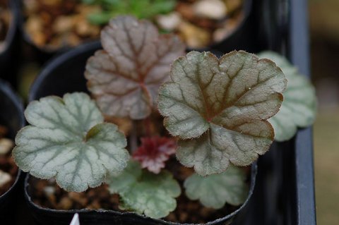 heuchera_Metallica060929.jpg