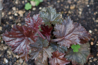 heuchera_Metallica070408.jpg