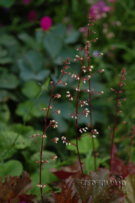 heuchera_Metallica070524.jpg