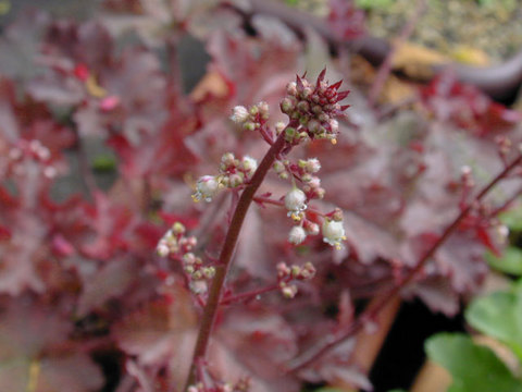 heuchera_emperorscloak2.jpg