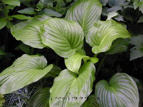 hosta_Aphrodite050706-thumb.jpg