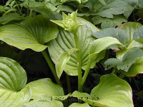 hosta_Aphrodite050812-thumb.jpg