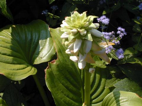 hosta_Aphrodite050901-thumb.jpg