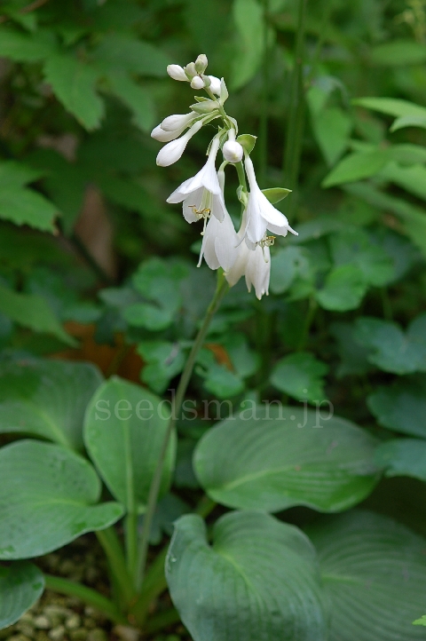 hosta_sieboldiana_Elegans060613-2.jpg