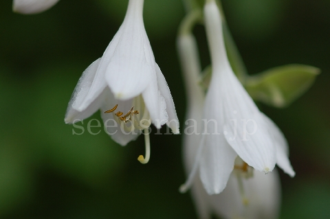 hosta_sieboldiana_Elegans060613.jpg