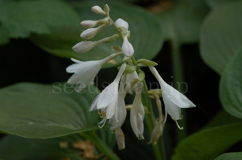 hosta_sieboldiana_Elegans070619.jpg