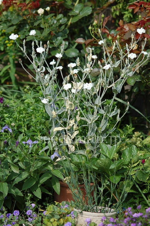 lychnis_coronaria_HutchisonsCream070529.jpg