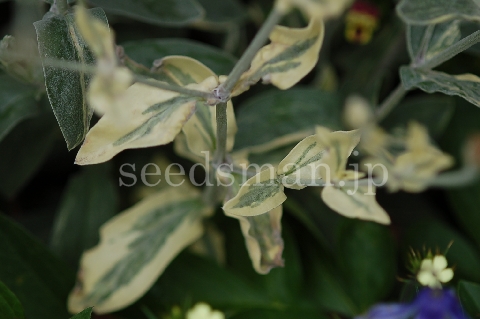 lychnis_coronaria_HutchisonsCream070607.jpg