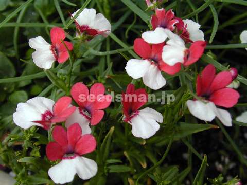 nemesia_strumosa020417.jpg