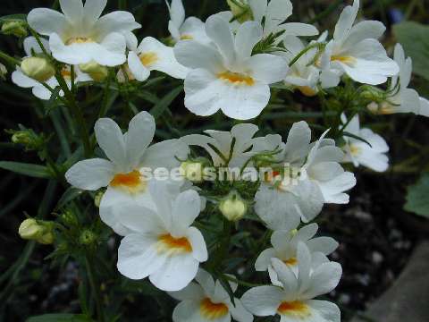 nemesia_strumosa020425.jpg