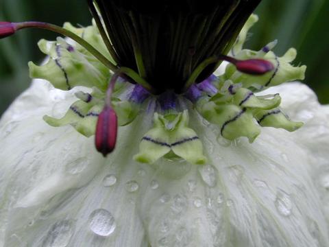 nigella_papillosa_AfricanB6-thumb.jpg