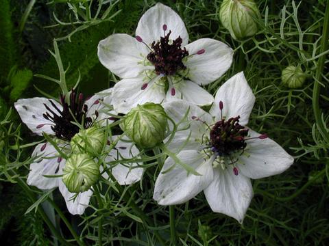 nigella_papillosa_AfricanB8-thumb.jpg