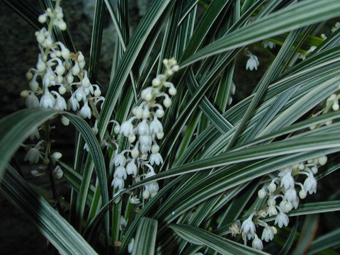 ophiopogon_jaburan.jpg