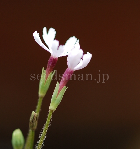 p_sieboldii_ShiroTonbo070507.jpg