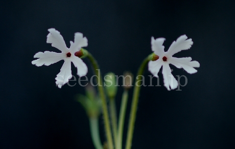 p_sieboldii_ShiroTonbo070508.jpg